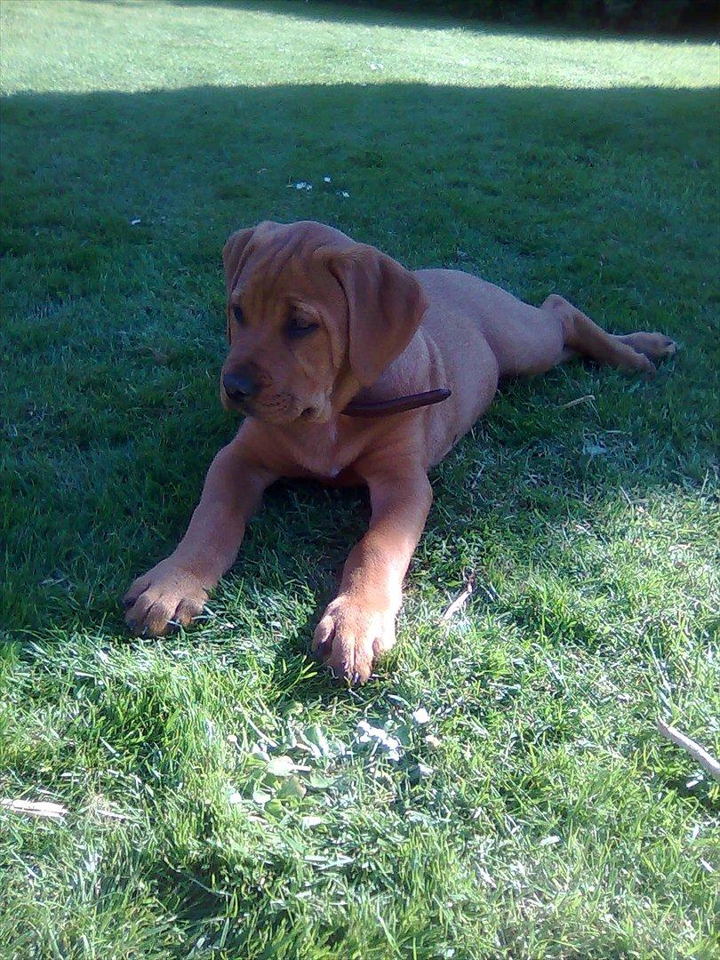 Broholmer bibsen billede 18