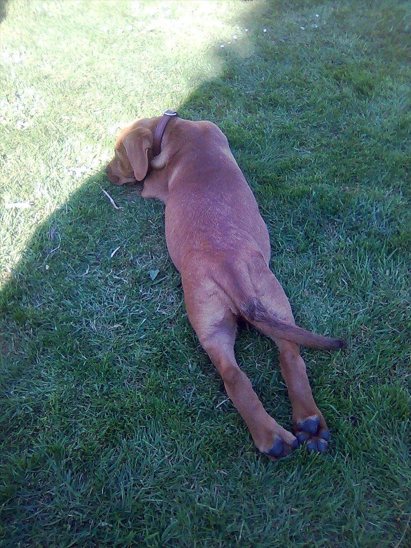 Broholmer bibsen billede 19