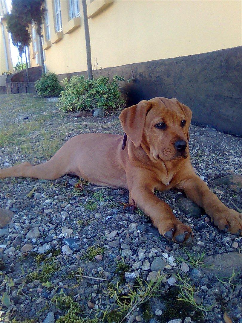 Broholmer bibsen billede 20