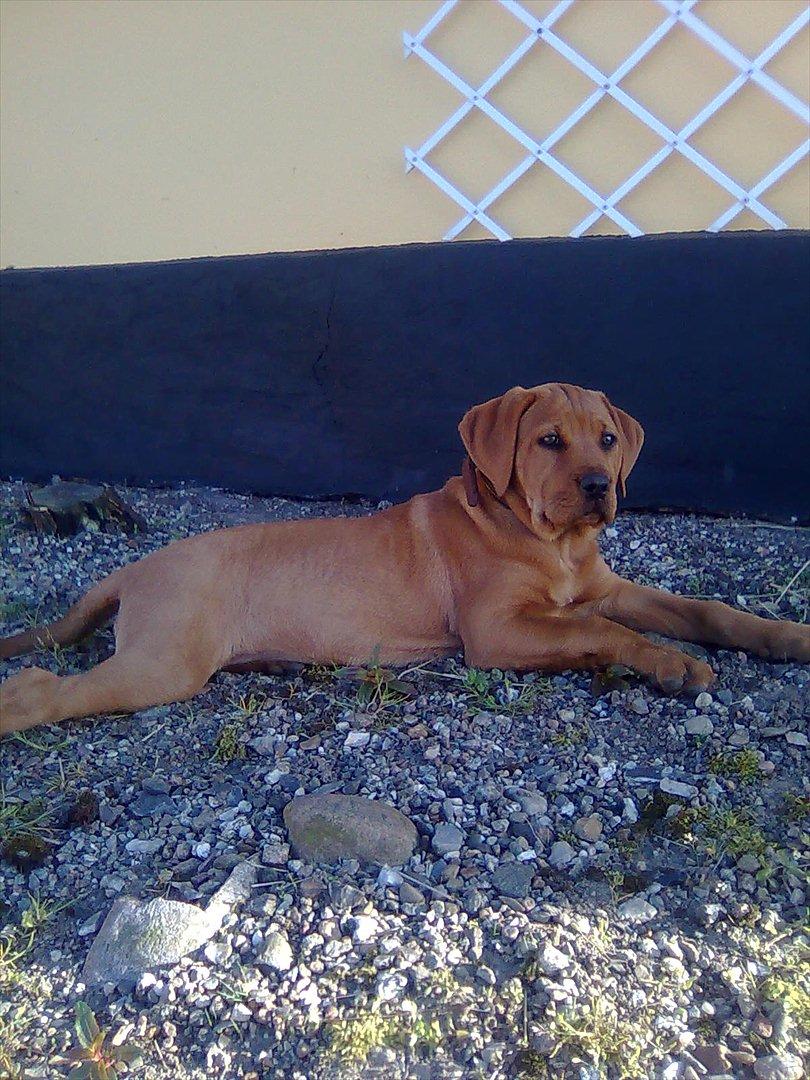 Broholmer bibsen billede 21