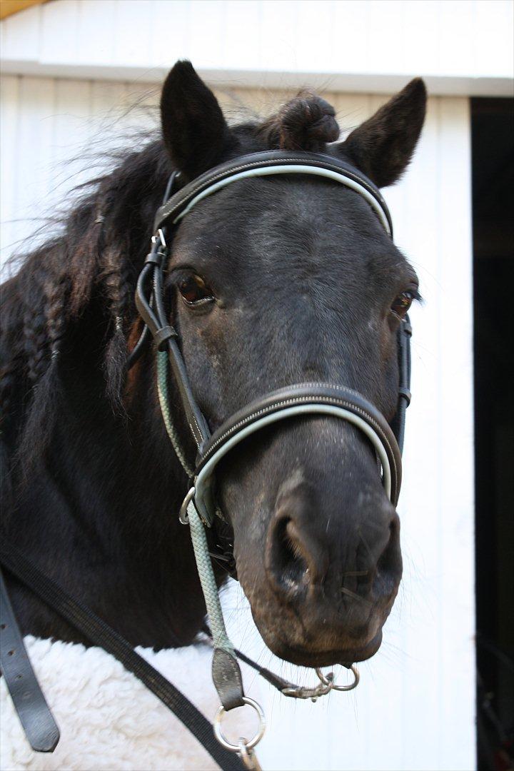 DET er sommer hygge - badning ved stranden med hoody!  billede 2