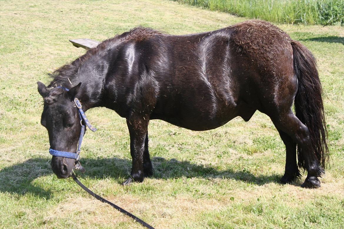 DET er sommer hygge - badning ved stranden med hoody!  billede 12