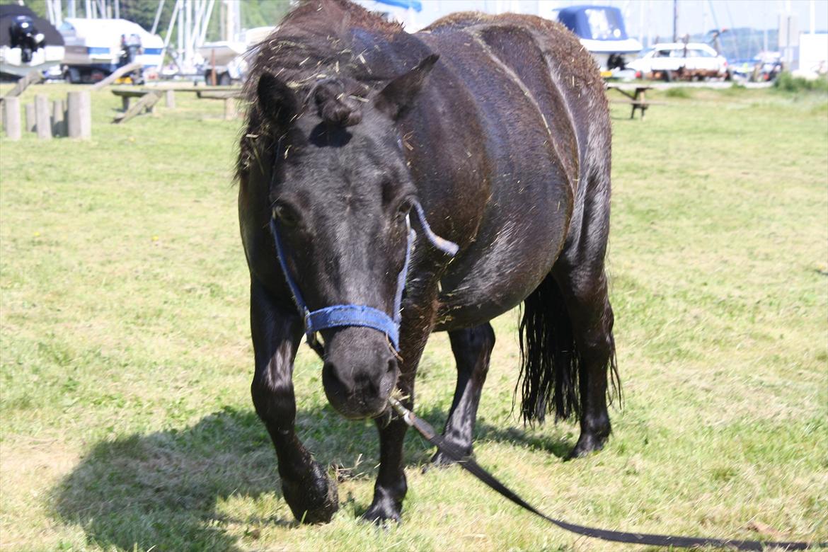 DET er sommer hygge - badning ved stranden med hoody!  billede 13