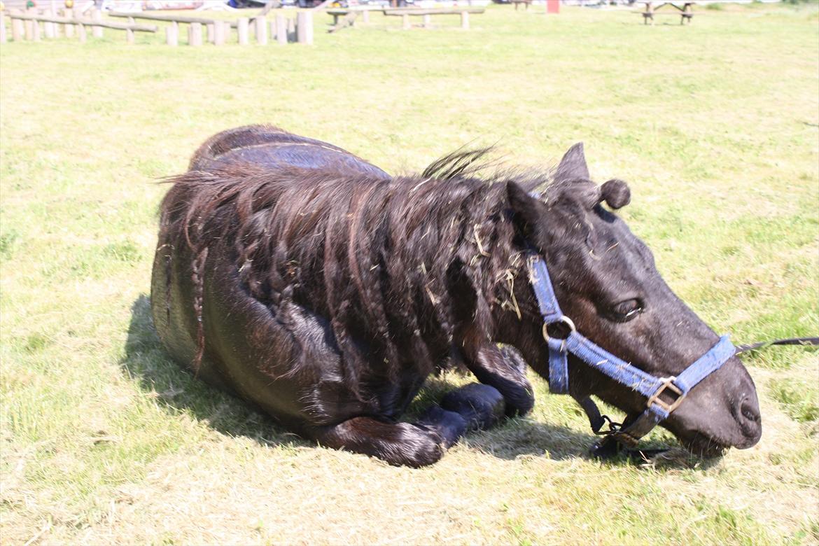 DET er sommer hygge - badning ved stranden med hoody!  billede 14