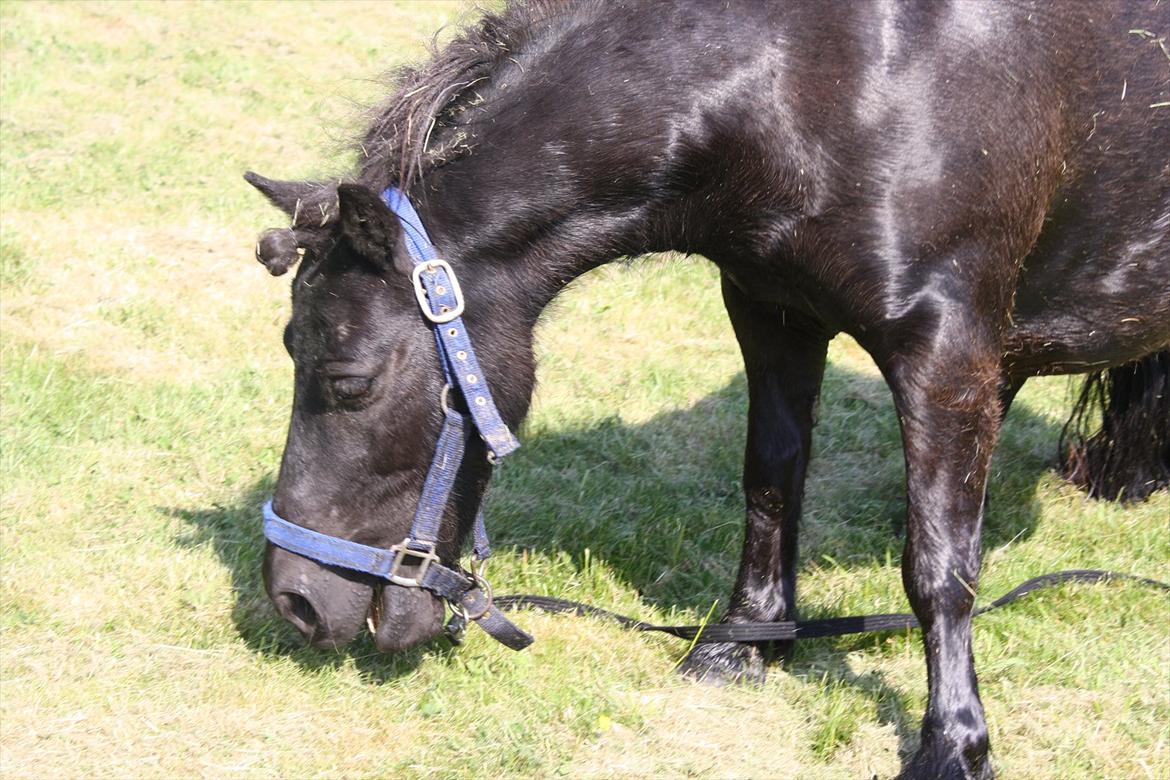 DET er sommer hygge - badning ved stranden med hoody!  billede 20