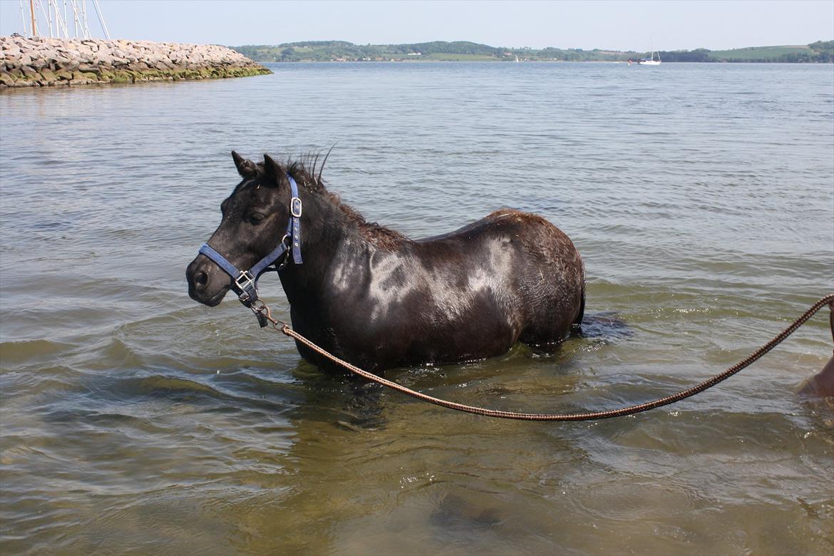 DET er sommer hygge - badning ved stranden med hoody!  billede 41