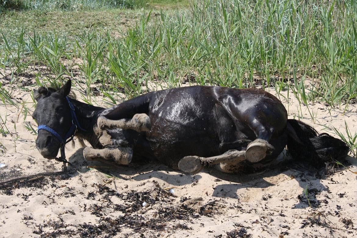 DET er sommer hygge - badning ved stranden med hoody!  billede 52