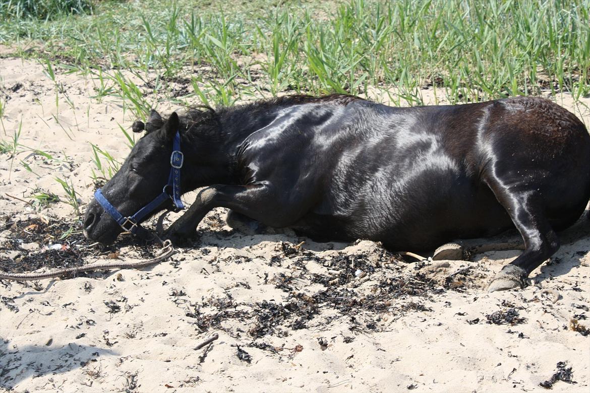 DET er sommer hygge - badning ved stranden med hoody!  billede 53