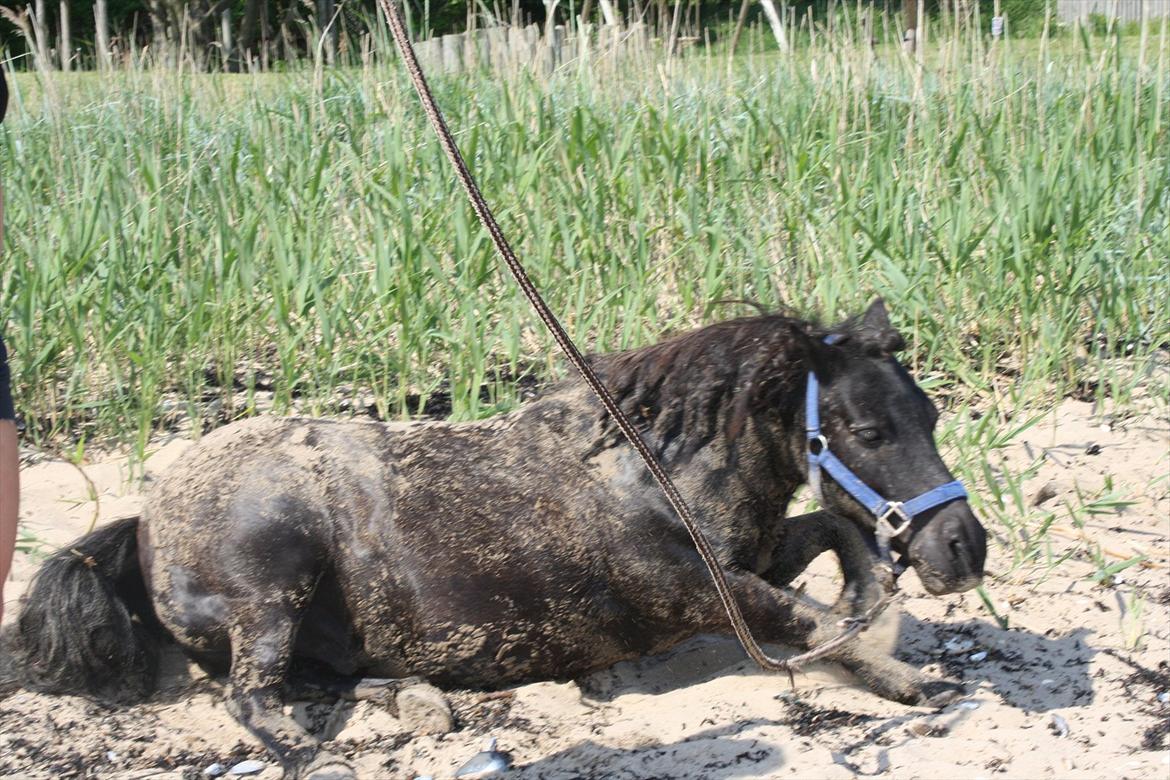 DET er sommer hygge - badning ved stranden med hoody!  billede 54