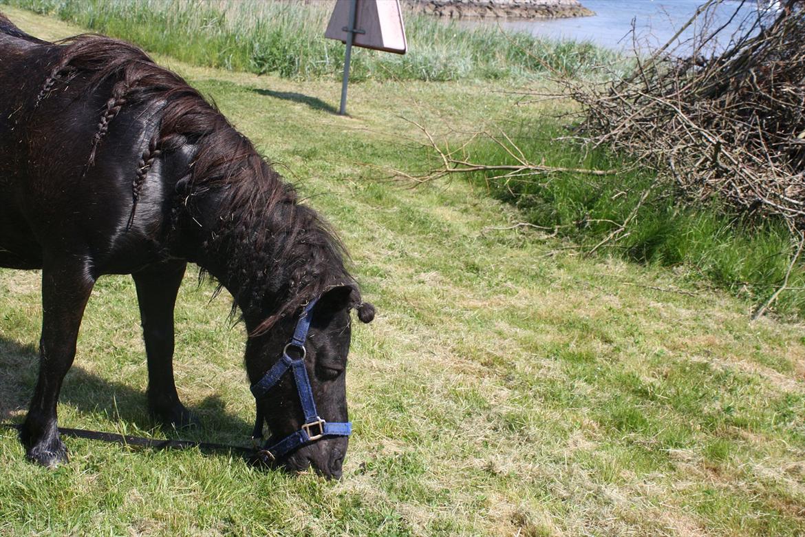 DET er sommer hygge - badning ved stranden med hoody!  billede 55