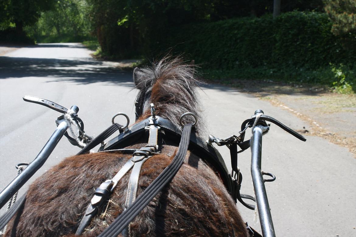 DET er sommer hygge - badning ved stranden med hoody!  billede 58