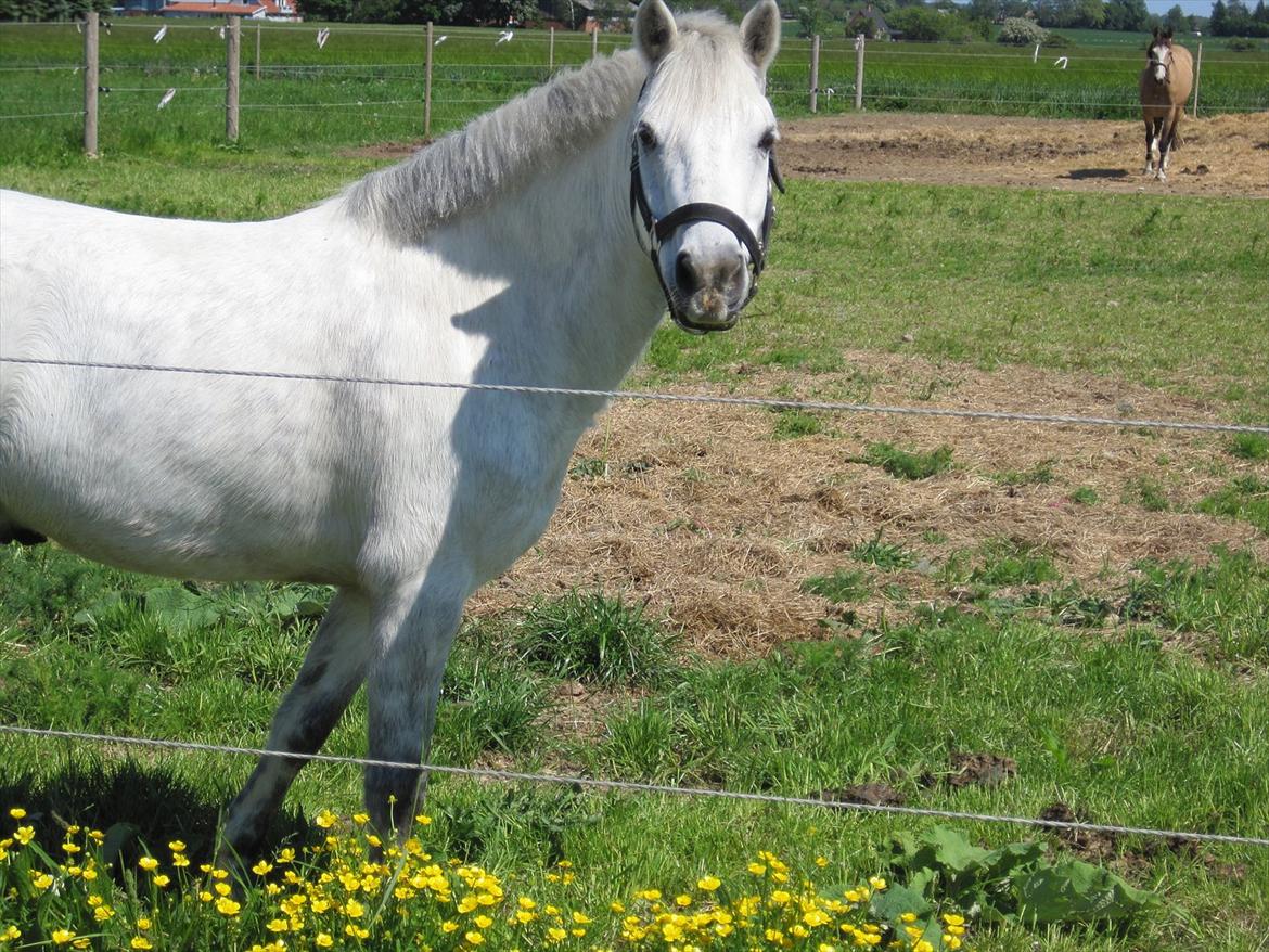 Hestene, Lille Slemminge.<3 billede 1