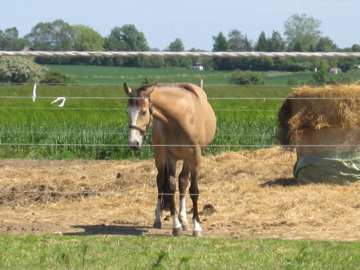 Hestene, Lille Slemminge.<3 billede 2