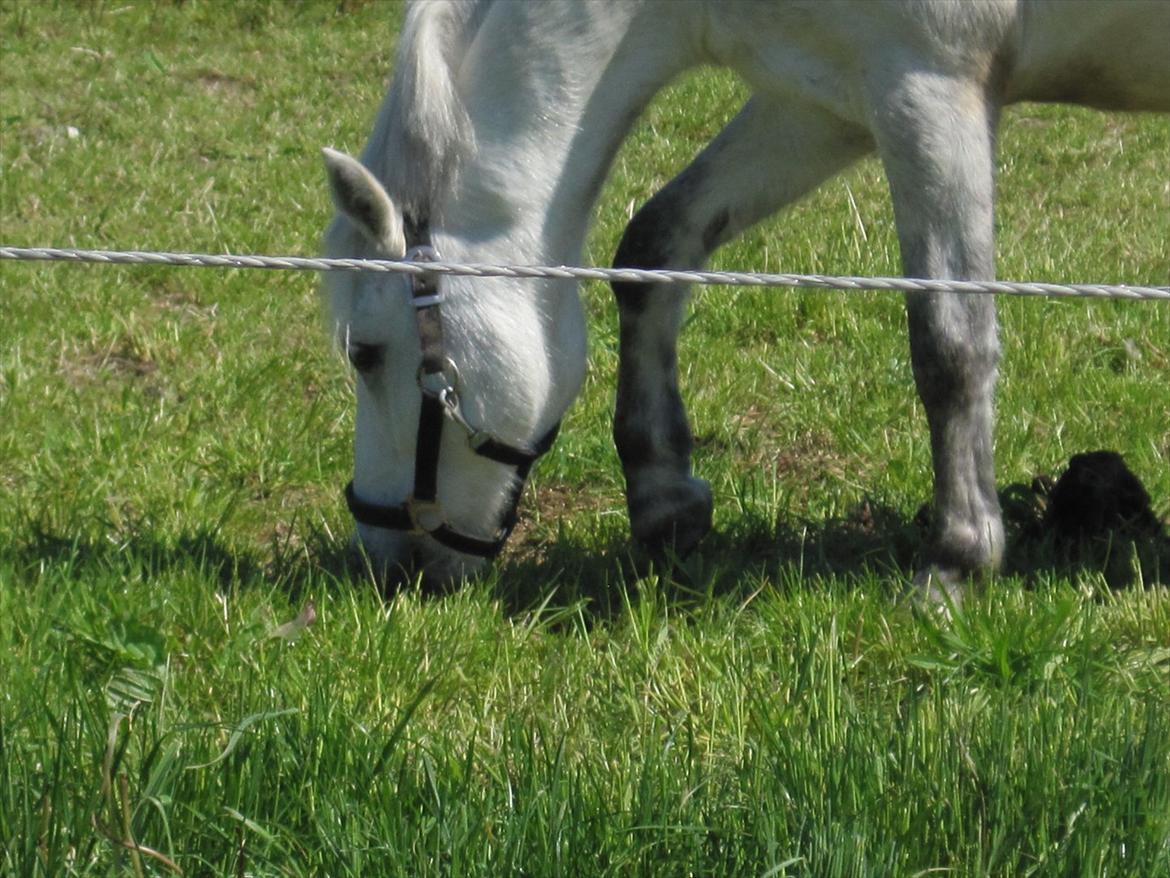 Hestene, Lille Slemminge.<3 billede 3