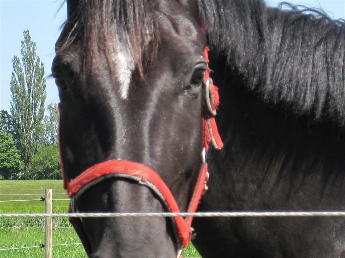 Hestene, Lille Slemminge.<3 billede 4