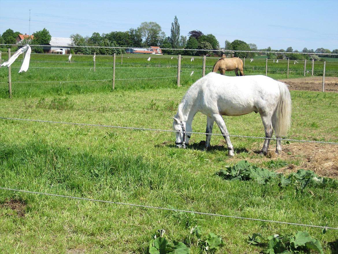 Hestene, Lille Slemminge.<3 billede 5