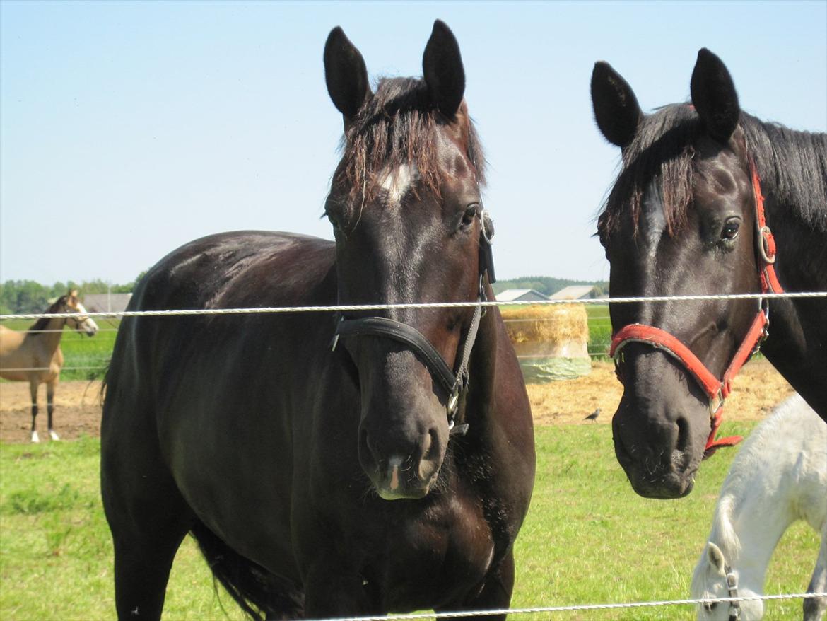 Hestene, Lille Slemminge.<3 billede 6