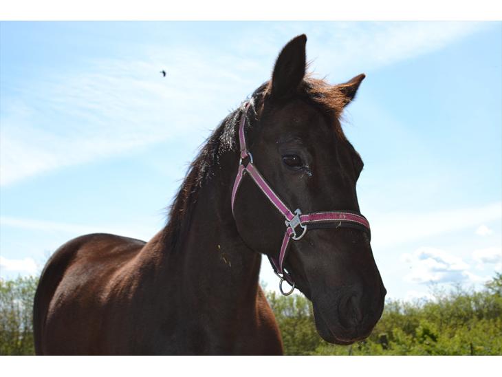 {{currentPhoto.altText}} billede {{currentPhoto.number}}