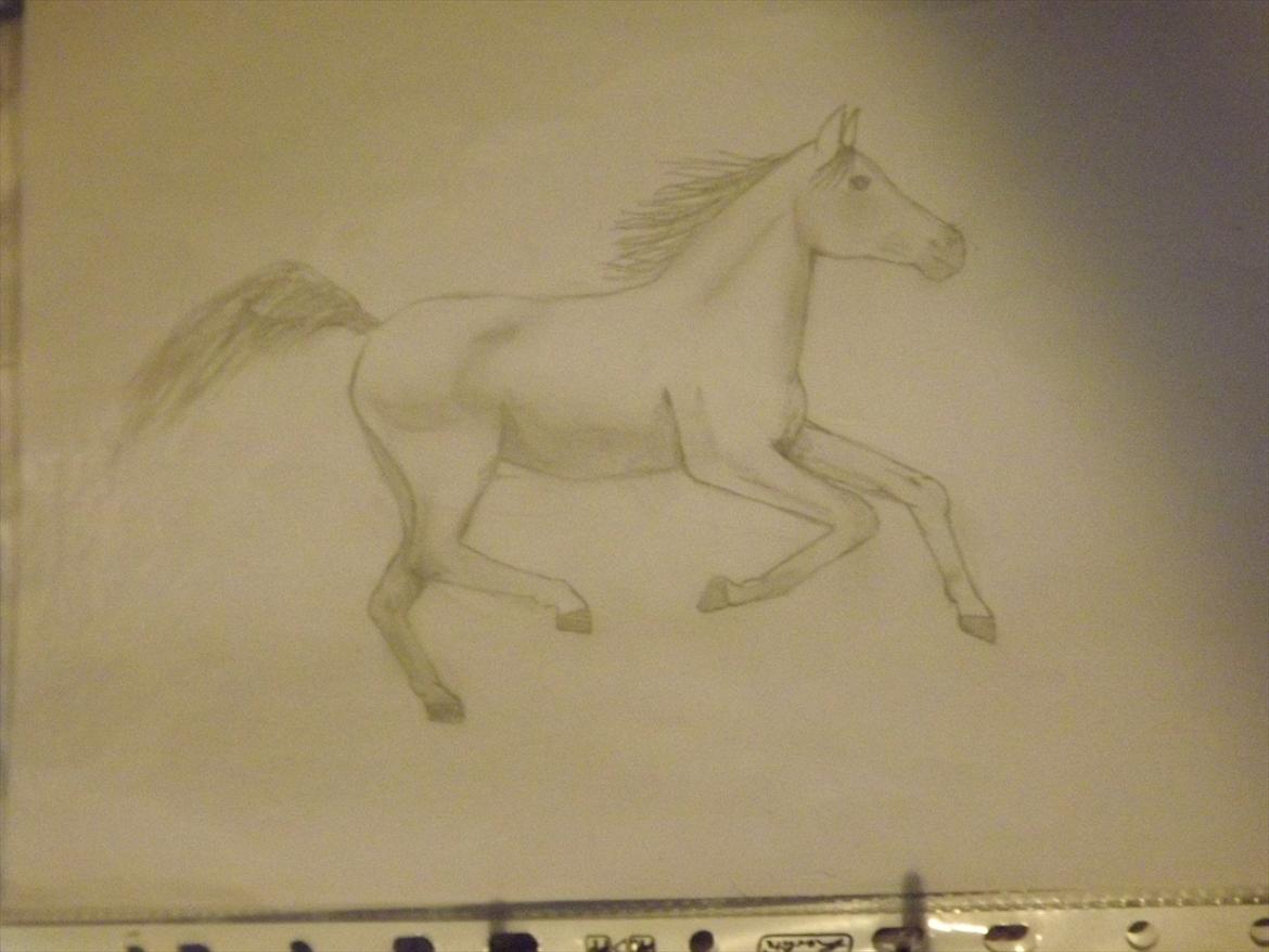 Mine tegninger - hest billede 7