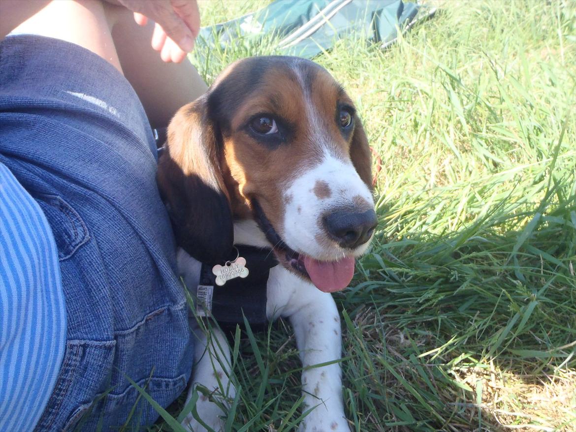 Stævne i Molger Rideklub d. 26/5-12 billede 11