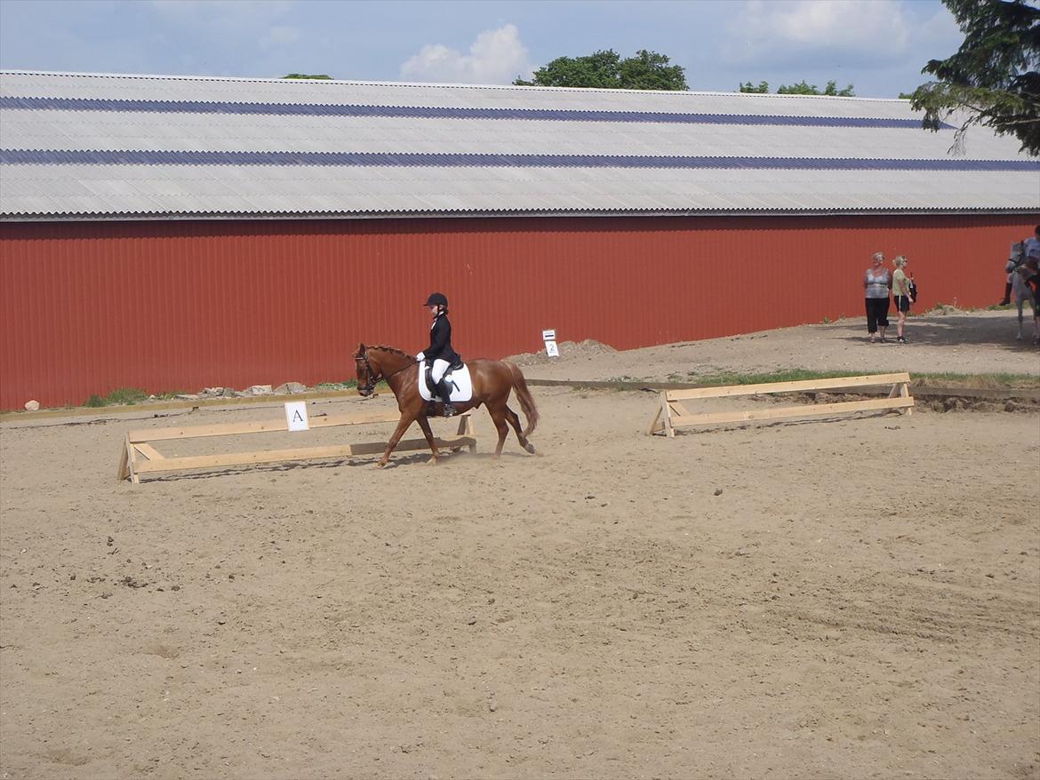 Stævne i Molger Rideklub d. 26/5-12 billede 6