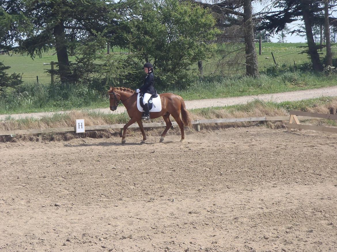 Stævne i Molger Rideklub d. 26/5-12 billede 3