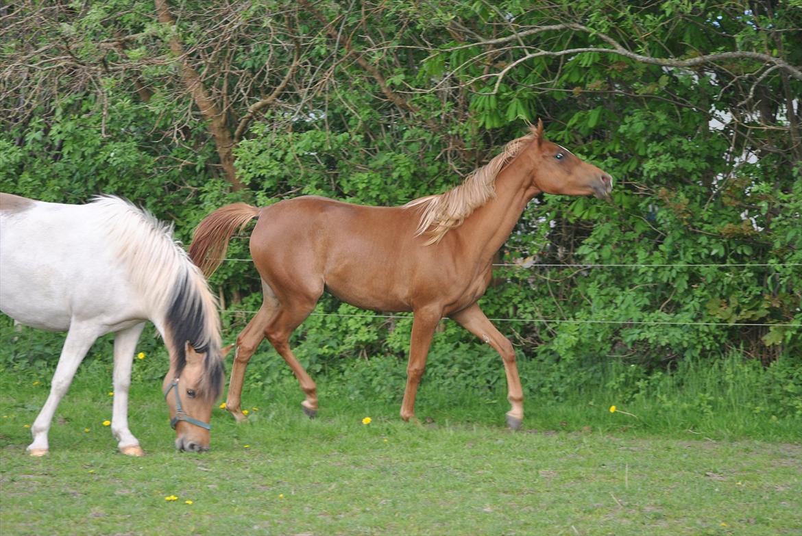 Tossede og fjollede billeder. billede 1