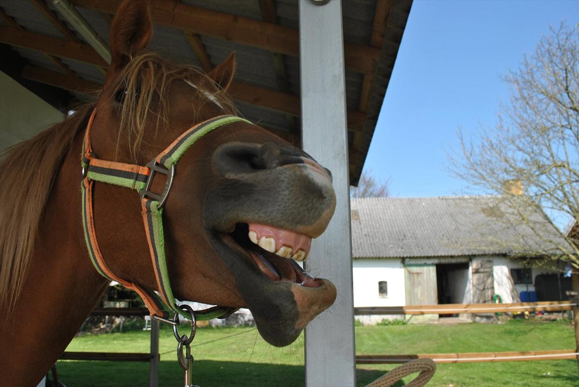 Tossede og fjollede billeder. billede 2