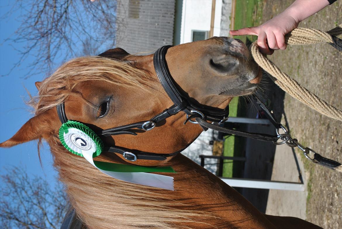 Tossede og fjollede billeder. billede 3