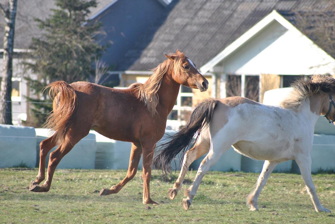 Tossede og fjollede billeder. billede 4