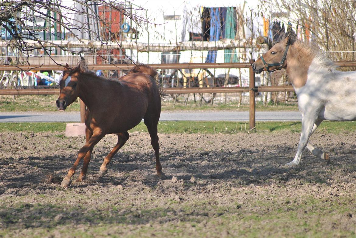 Tossede og fjollede billeder. billede 5