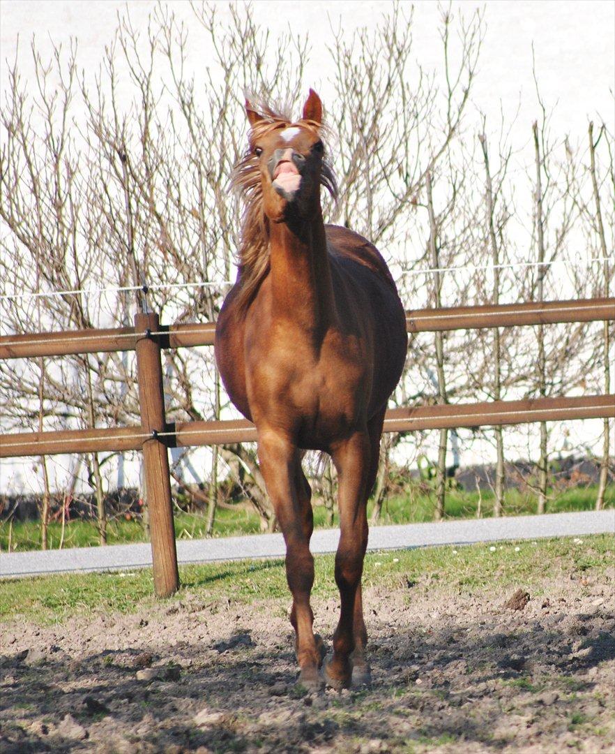 Tossede og fjollede billeder. billede 6