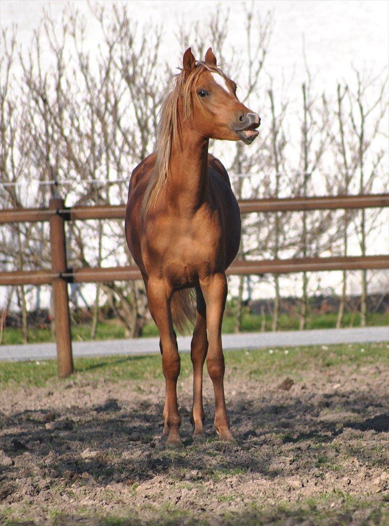 Tossede og fjollede billeder. billede 7