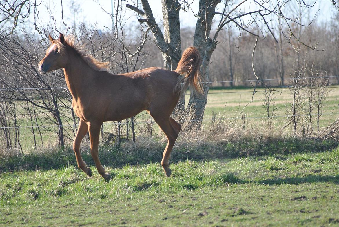 Tossede og fjollede billeder. billede 8