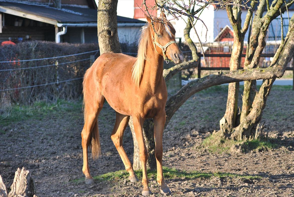 Tossede og fjollede billeder. billede 9