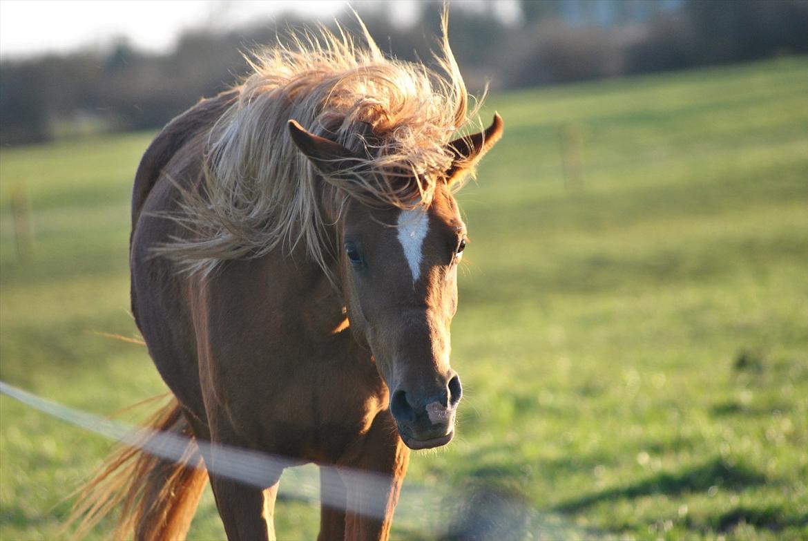 Tossede og fjollede billeder. billede 10