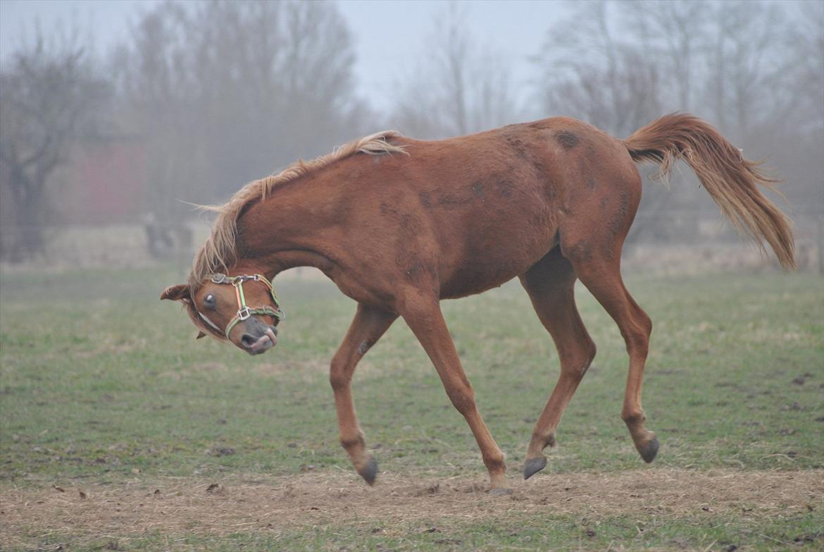 Tossede og fjollede billeder. billede 11