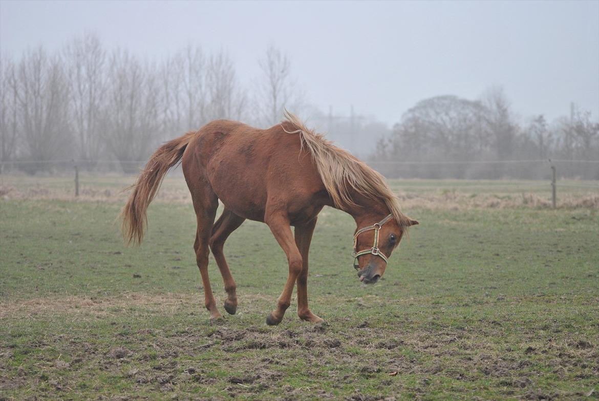 Tossede og fjollede billeder. billede 12