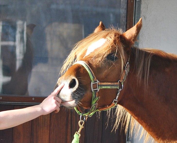 Tossede og fjollede billeder. billede 13