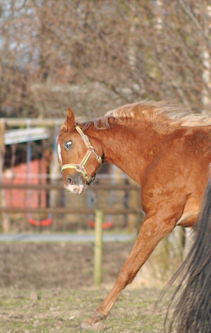 Tossede og fjollede billeder. billede 14