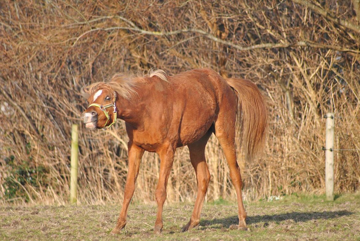 Tossede og fjollede billeder. billede 15