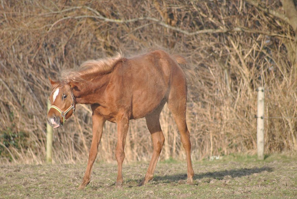 Tossede og fjollede billeder. billede 16