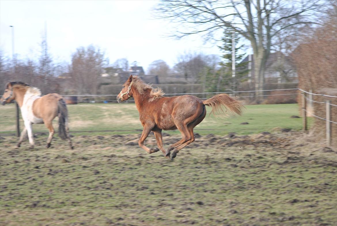 Tossede og fjollede billeder. billede 17