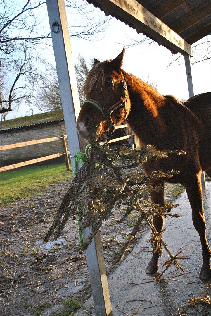 Tossede og fjollede billeder. billede 18
