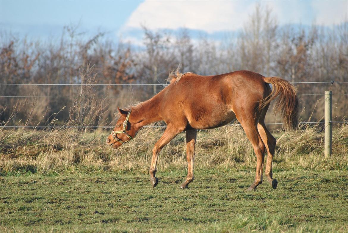 Tossede og fjollede billeder. billede 19