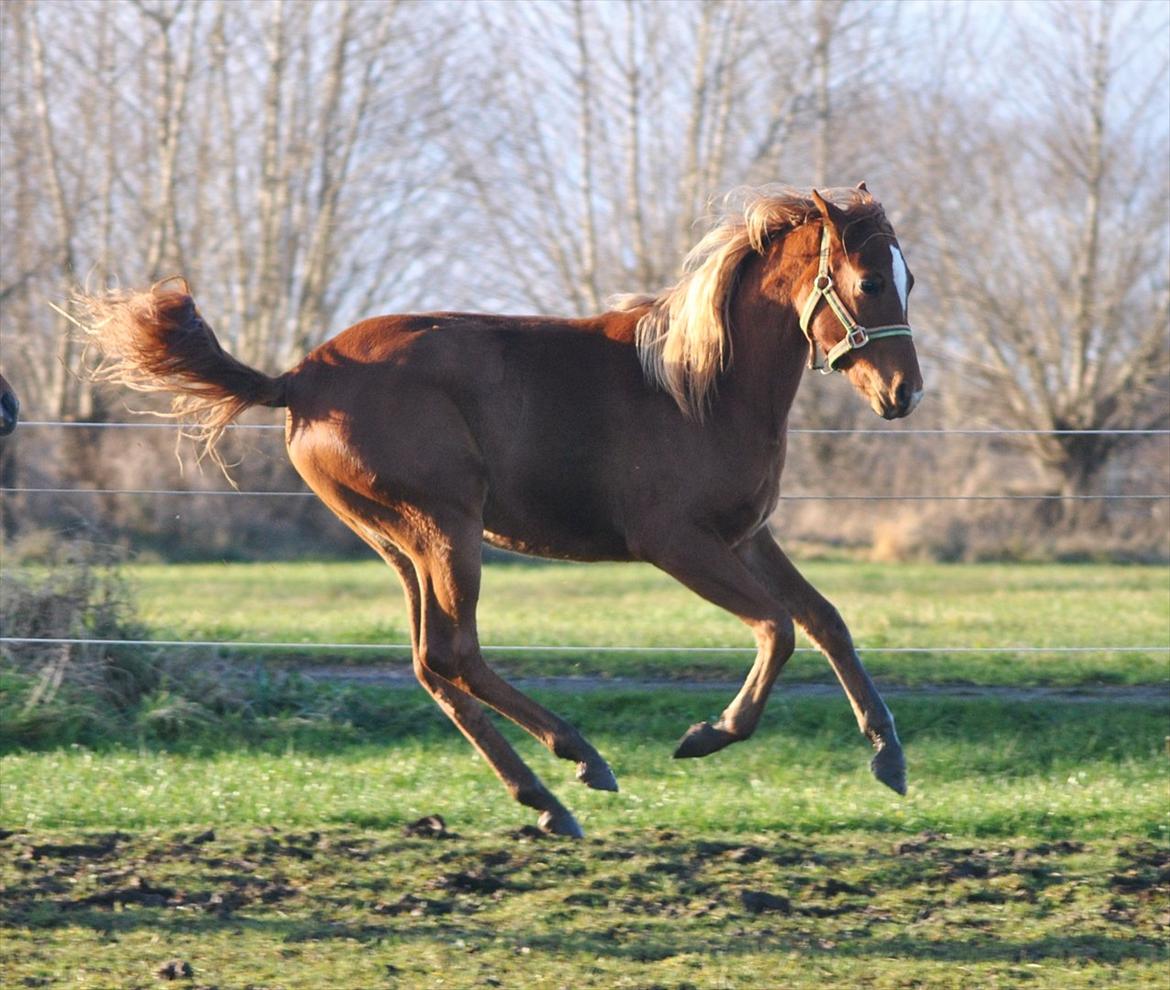 Tossede og fjollede billeder. billede 20