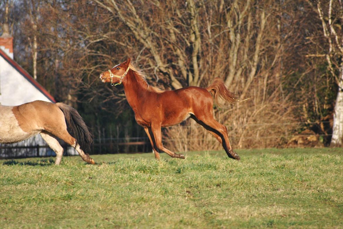 Tossede og fjollede billeder. billede 21