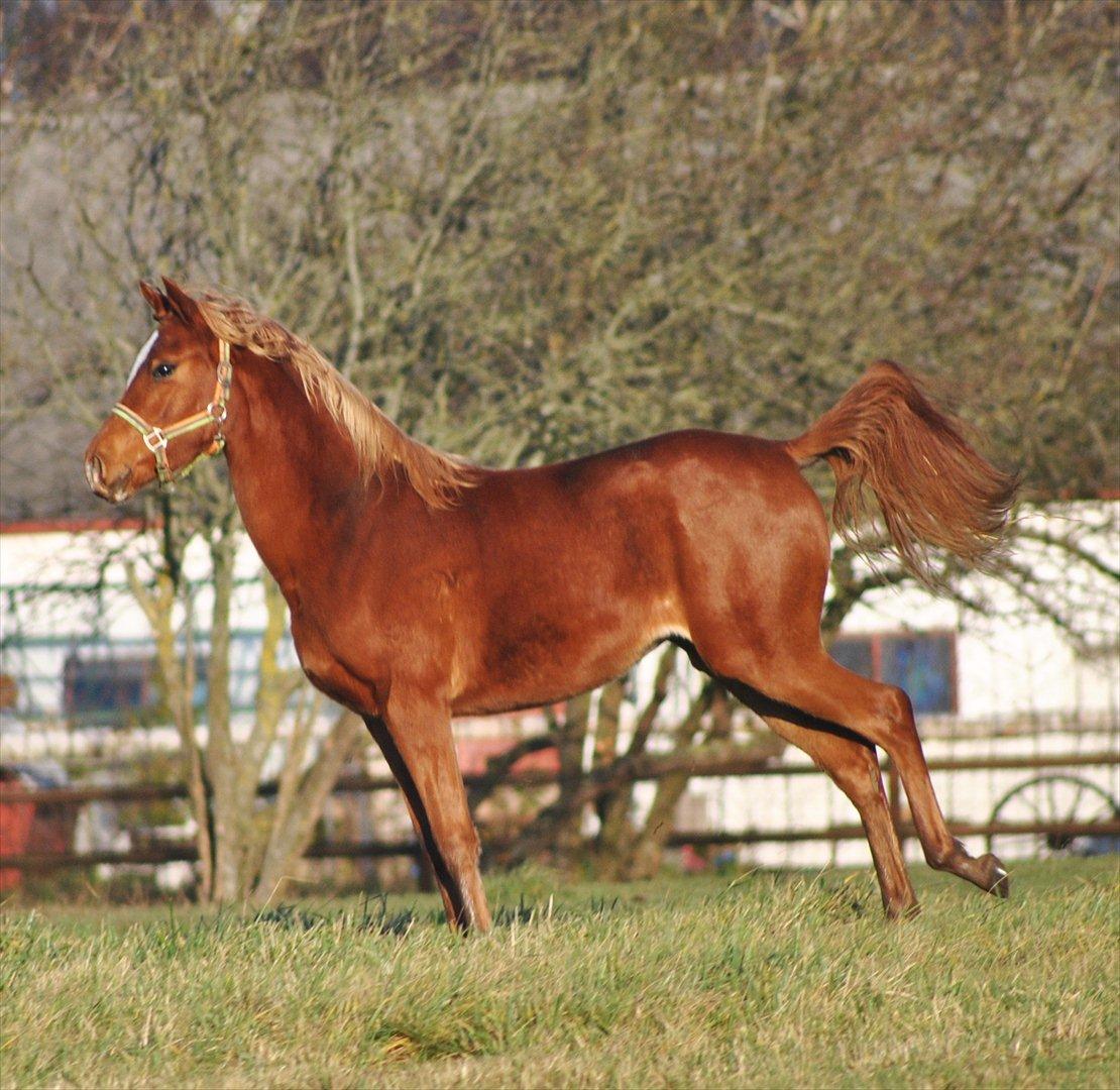 Tossede og fjollede billeder. billede 22