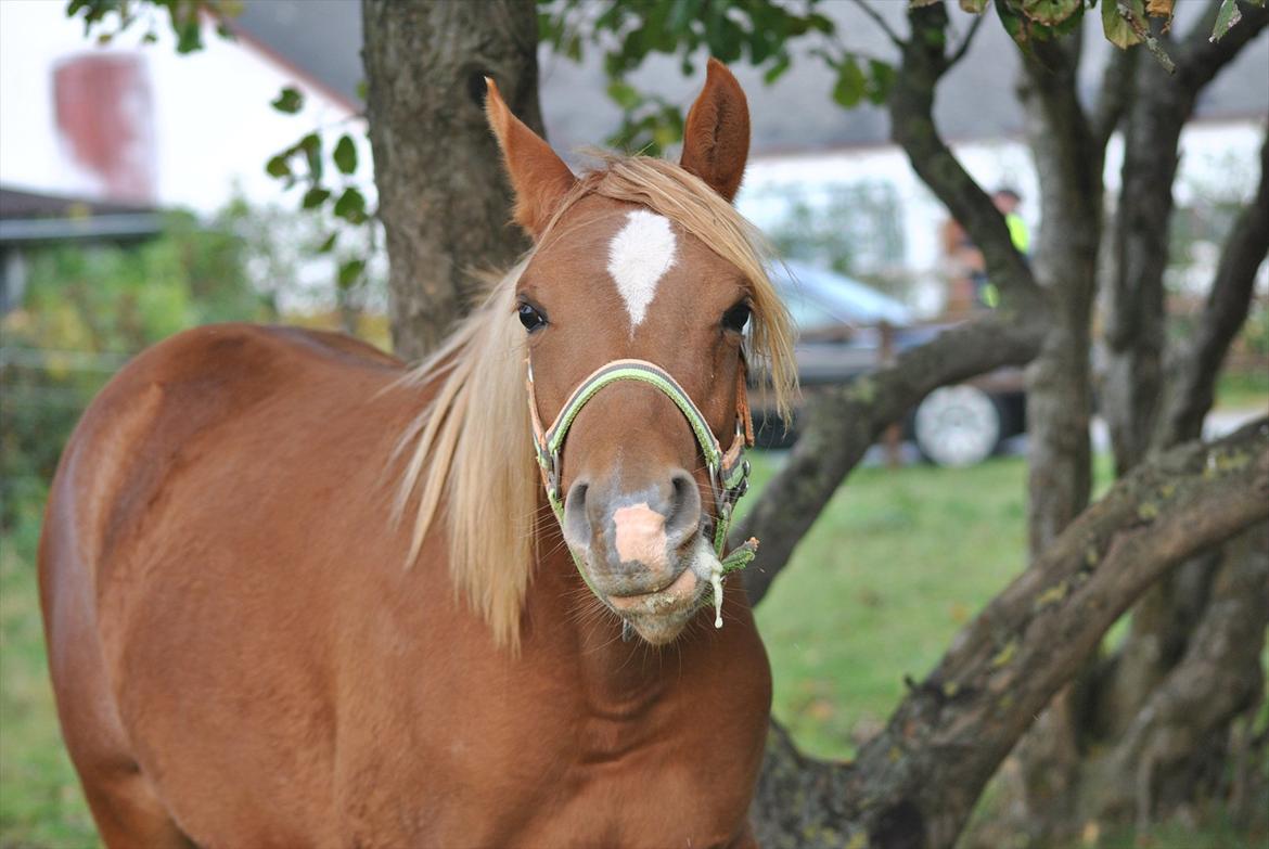 Tossede og fjollede billeder. billede 23