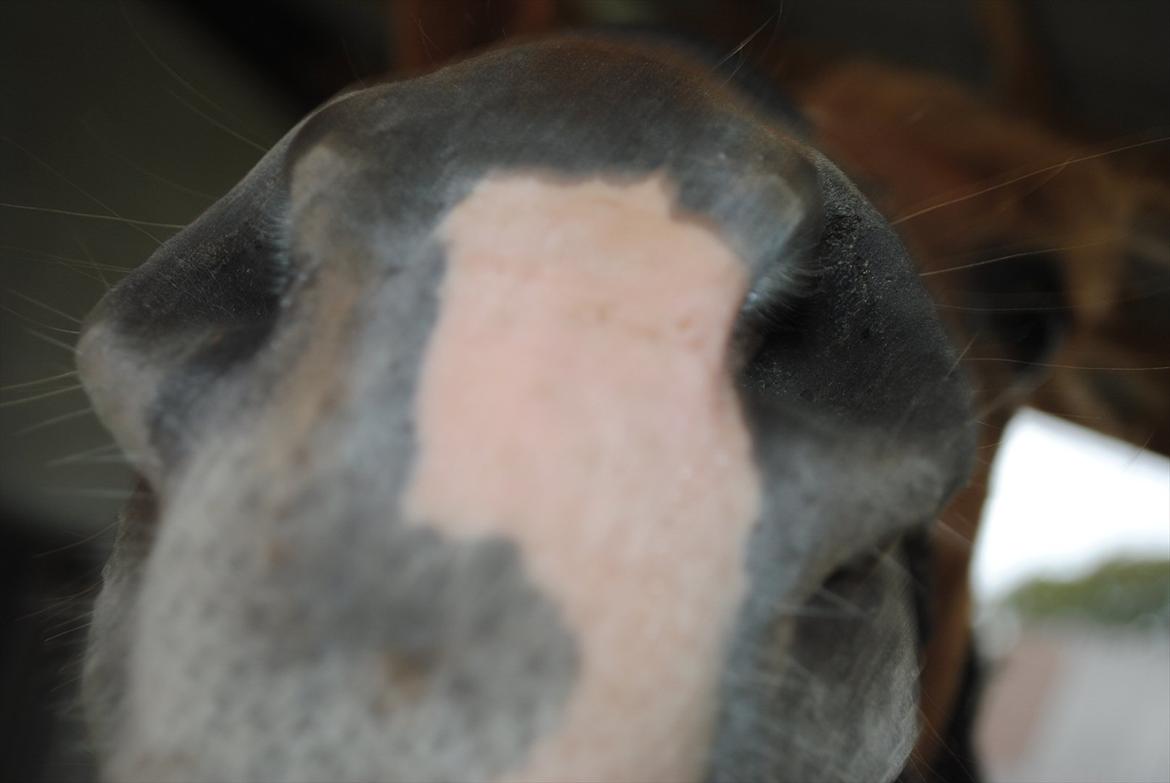 Tossede og fjollede billeder. billede 24